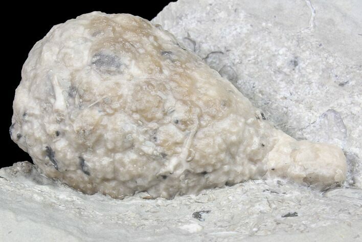 Cystoid Fossil (Holocystites) on Shale - Indiana #85705